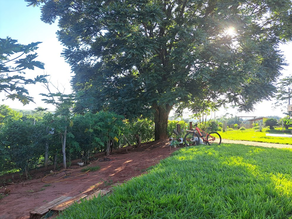 Carnaval 2025: Temporal em Bauru! 🎭🌳🌧️