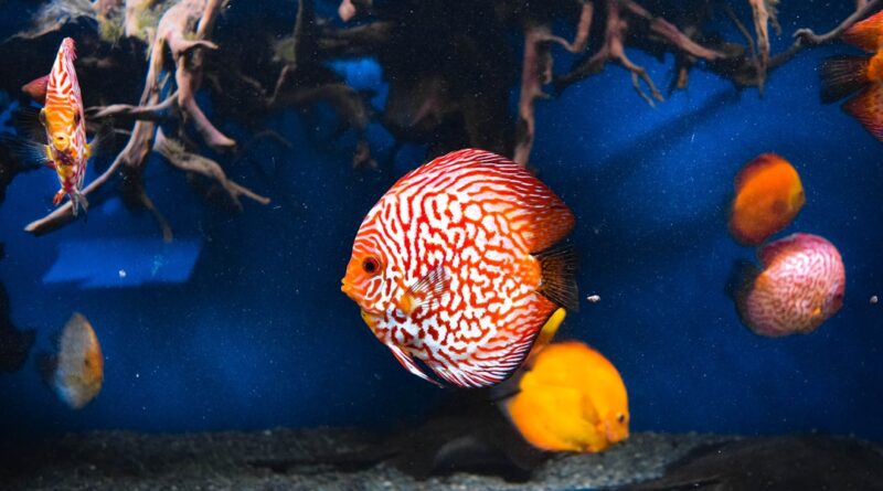 Photo Aquarium fish